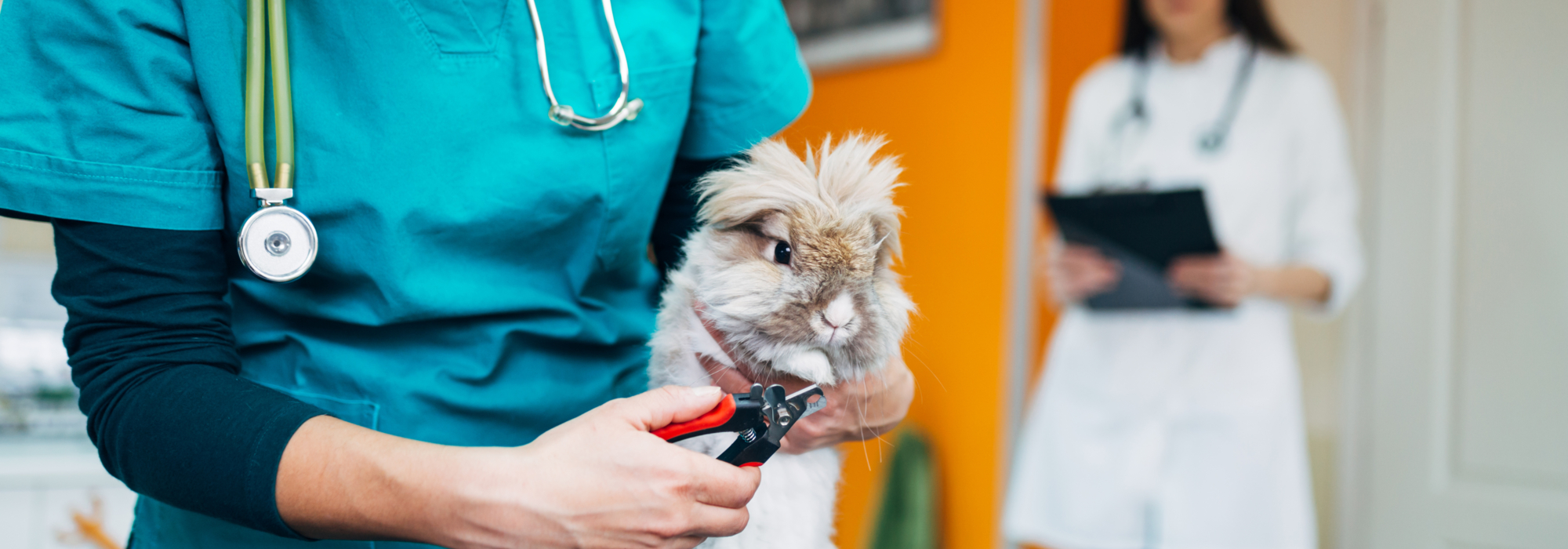 CLINIQUE VETERINAIRE DES BORDS DE MARNE
