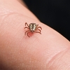 Par Jerry Kirkhart from Los Osos, Calif. (American Dog Tick (Dermacentor variabilis)) [CC BY 2.0 (http://creativecommons.org/licenses/by/2.0)], via Wikimedia Commons