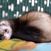Furet animal domestique