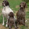 By Metsosuon kennel/Seppänen (Metsosuon kennel) [GFDL (http://www.gnu.org/copyleft/fdl.html), CC-BY-SA-3.0 (http://creativecommons.org/licenses/by-sa/3.0/)], via Wikimedia Commons