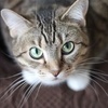 CC0 Public Domain via Pexels